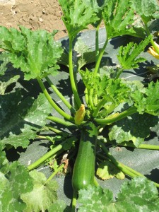 courgette