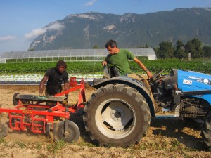 Rodrigue et Bérenger à l’arrachage des pommes de terre. 