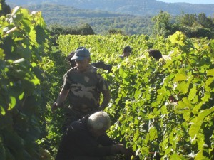 vendanges1