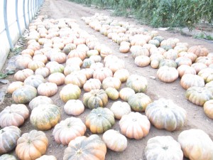 courges musquées